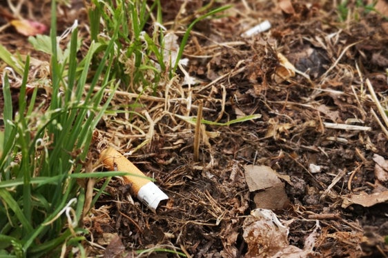Zigarettenstummel achtlos liegen lassen hat für die Natur schwere Folgen: Sie benötigen bis zu sieben Jahre, um sich zu zersetzen, zudem sind viele Schadstoffe enthalten, die ins Wasser gelangen können. (Foto: Landesamt für Natur)