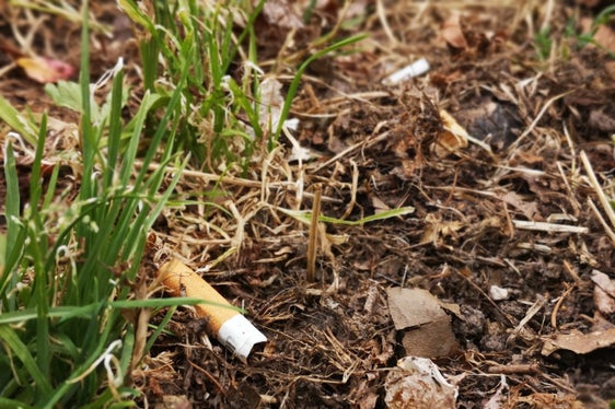 Abbandonare i mozziconi di sigaretta nella natura comporta gravi conseguenze: la degradazione avviene solo dopo sette anni (Foto: Ufficio Natura)