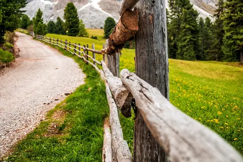 Wie Wiesen und Weiden und deren Biodiversität die Umweltqualität von Alpen und Karpaten prägen, darum geht es in einem der beiden über das Forschungsnetzwerk Biodiversa+ geförderten Projekte mit Südtiroler Beteiligung. (Foto: Unsplash)