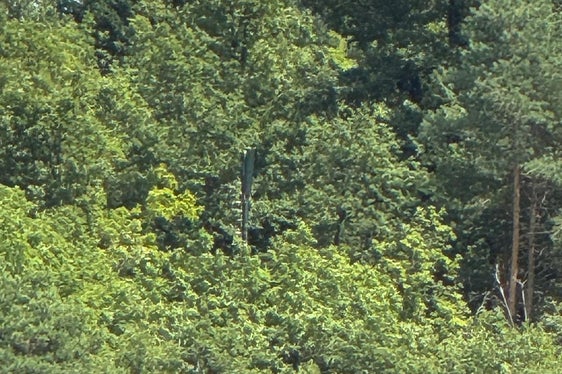 Il pilone trasmettitore non deturpa il paesaggio del bosco di Monticolo. (Foto: RAS)
