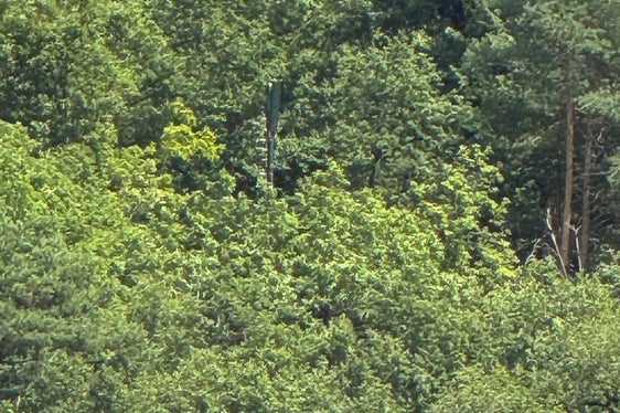 Il pilone trasmettitore non deturpa il paesaggio del bosco di Monticolo. (Foto: RAS)