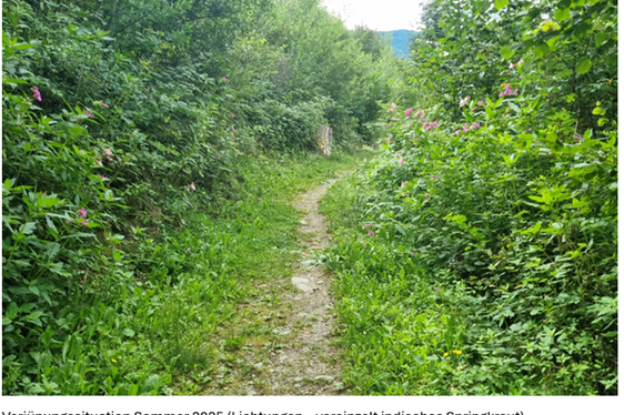 Projekt Waldheim in Bruneck: Verjüngungssituation im Sommer 2025. (Foto: LPA/Forststation Bruneck)