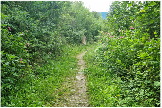 Projekt Waldheim in Bruneck: Verjüngungssituation im Sommer 2025. (Foto: LPA/Forststation Bruneck)