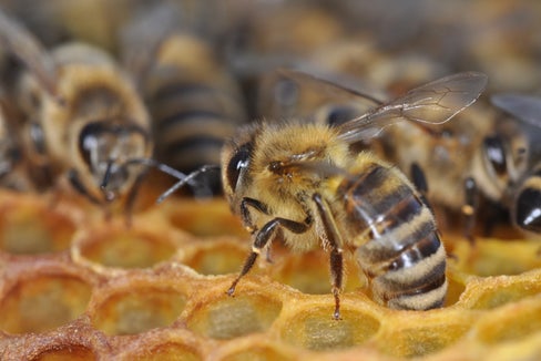 Auf Vorschlag von Landwirtschaftslandesrat Luis Walcher hat die Landesregierung in ihrer Sitzung vom 10. Juli die Richtlinien für die Gewährung von Beihilfen im Bienenzuchtsektor im Sinne der EU-Verordnung genehmigt. (Foto: LPA/Andreas Platzer)