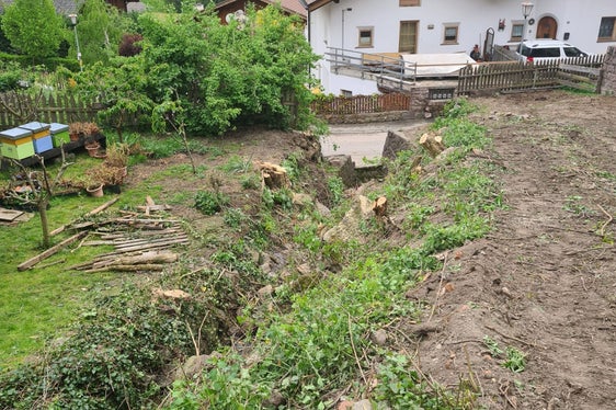Vorbereitungsarbeiten: Mit der Ausholzung haben die Arbeiten am Tisenserbach begonnen. (Foto: LPA/Landesamt für Wildbach- und Lawinenverbauung Süd)