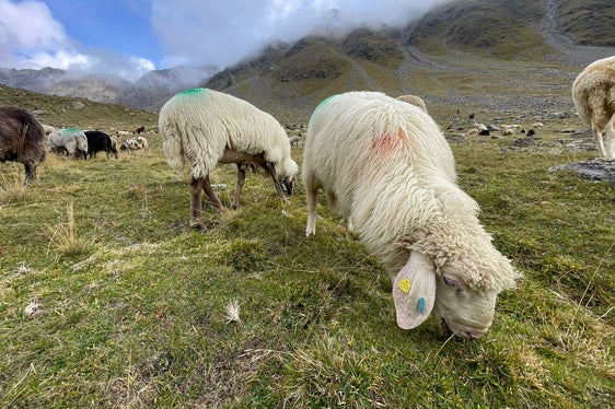 Die UNESCO hat die Transhumanz 2019 zum Immateriellen Kulturerbe der Menschheit erklärt. In Südtirol erfolgen die Schafwandertriebe vom Schnalstal (im Bild) und Passeiertal ins Ötztal. (Foto: Gnews)