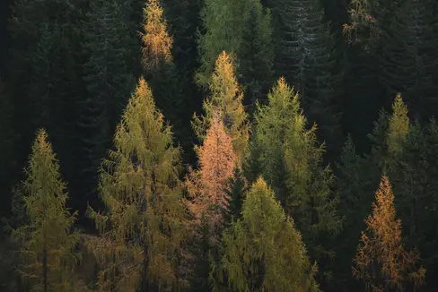 Circa la metà del territorio altoatesino è ricoperta da foreste, ma il cambiamento climatico ha causato svariati danni. La tematica del benessere del bosco verrà affrontata in una conferenza stampa (Foto: unsplash)