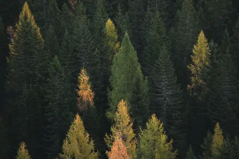 Circa la metà del territorio altoatesino è ricoperta da foreste, ma il cambiamento climatico ha causato svariati danni. La tematica del benessere del bosco verrà affrontata in una conferenza stampa (Foto: unsplash)