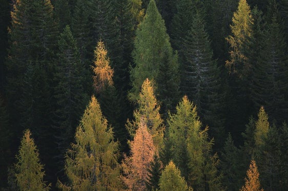 Circa la metà del territorio altoatesino è ricoperta da foreste, ma il cambiamento climatico ha causato svariati danni. La tematica del benessere del bosco verrà affrontata in una conferenza stampa (Foto: unsplash)