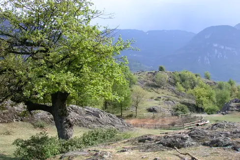 Die Landesregierung hat die Erhaltungsziele und überarbeiteten Erhaltungsmaßnahmen für rund 40 Natura-2000-Gebiete in Südtirol (im Bild das Biotop Castelfeder) beschlossen. (Foto: LPA/Martin Schweiggl)
