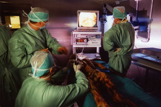 Da 30 anni al centro delle ricerche sull'Età della Pietra: la mummia del glaciale Ötzi (Foto: ASP)