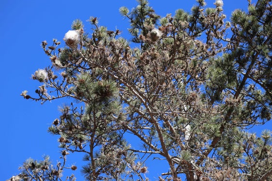 Die typischen Seidennester in den Kronen der Bäume weisen auf Prozessionsspinner hin. Für den gesunden Baum sind sie kein Problem. Für Mensch und Tier kann der Kontakt mit Raupen gesundheitsschädlich sein - die Brennhaare führen zu Irritationen, die für Personen mit Allergien gefährlich sein können. (Foto: LPA/Abteilung Forstdienst)