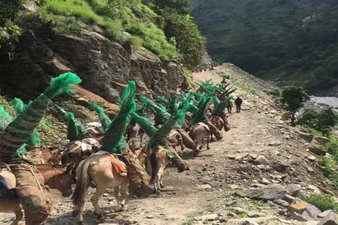 Südtiroler Apfel-Jungbäume gelangen bis nach Nepal, wo sie auf Eselsrücken zu den Apfelanlagen auf über 2000 Metern Meereshöhe gebracht werden. (Foto: LPA/Landespflanzenschutzdienst in der Landesabteilung Landwirtschaft)