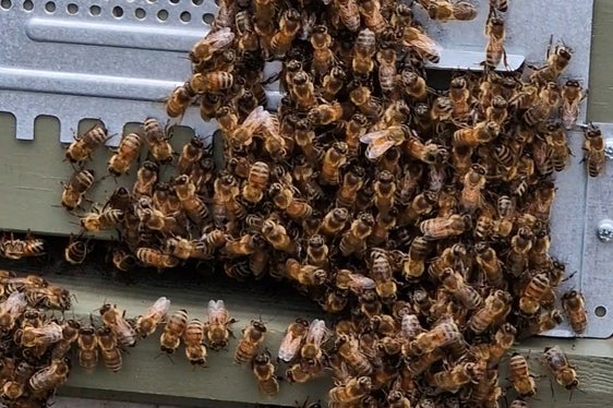 Die Bienen am Carpi-Hof sammeln jetzt im Sommer fleißig Nektar. Auch bei warmen Wetter ist am Bienenstock was los. Von ihrem Honig werden im Herbst Proben ausgewertet. (Foto: LPA/Angelika Schrott)