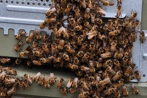 Le api del Maso Carpi sono ora impegnate nella raccolta del nettare. In autunno verranno analizzati campioni di miele. (Foto: USP/Angelika Schrott)