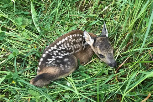 I cerbiatti sembrano carini, ma sono animali selvatici. Anche se sono feriti e non scappano, non devono essere prelevati, ma si deve chiamare la centrale provinciale di emergenza 112. (Foto: ASP/Dominik Trenkwalder)