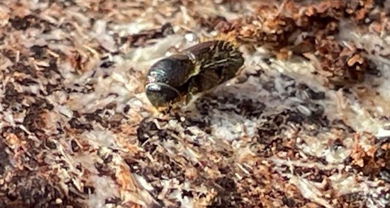 A cause delle basse temperature e delle intense precipitazioni la riproduzione del bostrico è stata ritardata (Foto: ASP/GNews)