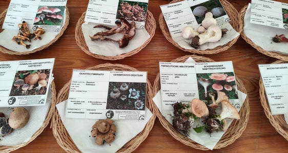 In einer Sonderausstellung Die Welt der Pilze gibt es jede Menge Informationen direkt von Fachleuten. (Foto: LPA/Landesamt für Natur/Marlene Pfeifer)