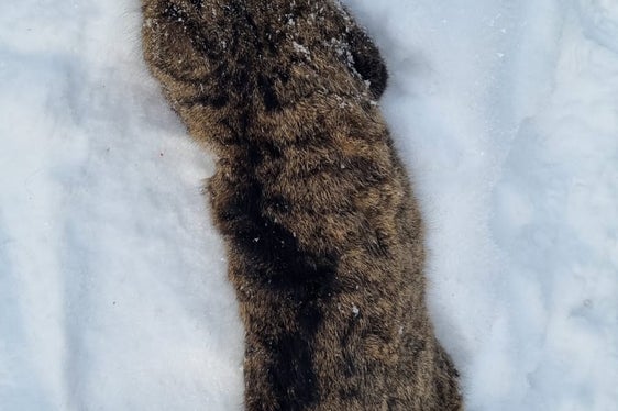 In Alta Pusteria un gatto è stato investito da una macchina. Gli esperti sono convinti che si tratti del primo rilevamento di un gatto selvatico in Alto Adige e stanno effettuando i test genetici (Foto: ASP/Ufficio caccia e pesca)