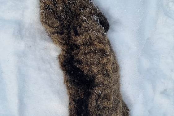 In Alta Pusteria un gatto è stato investito da una macchina. Gli esperti sono convinti che si tratti del primo rilevamento di un gatto selvatico in Alto Adige e stanno effettuando i test genetici (Foto: ASP/Ufficio caccia e pesca)