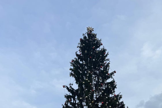 L'abete rosso, alto 27 metri, è stato abbattuto a Santa Valburga nel comune di Ultimo alla fine di novembre e trasportato a Roma. (Foto: USP/Katharina Fleischmann)