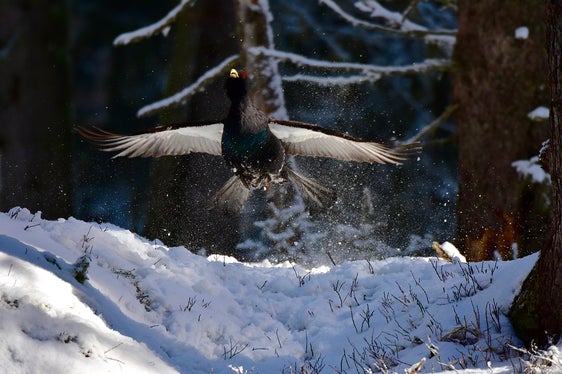 Überraschend auftauchende Skifahrer und Skitourengeher stellen eine Gefahr für Wildtiere im Winter - im Bild ein Auerhahn - dar, da die Flucht sehr viel Energie kostet. (Foto: LPA/Gottfried Mair AVS)