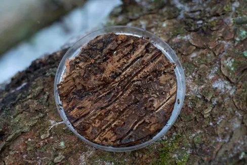 L'Alto Adige combatte, a tutti i livelli, l'infestazione da bostrico. L'Università di Bolzano ed Eurac Research hanno presentato un progetto di ricerca che la Provincia finanzierà con 300.000 euro fino al 2025 (Foto: Lucas Leander Geiger)