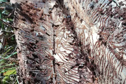 I danni da bostrico non sono da sottovalutare. I pericoli e le contromisure da adottare saranno illustrati dall'assessore Schuler e dalla Ripartizione foreste nel corso della conferenza stampa (Foto: ASP/Ripartizione Foreste)