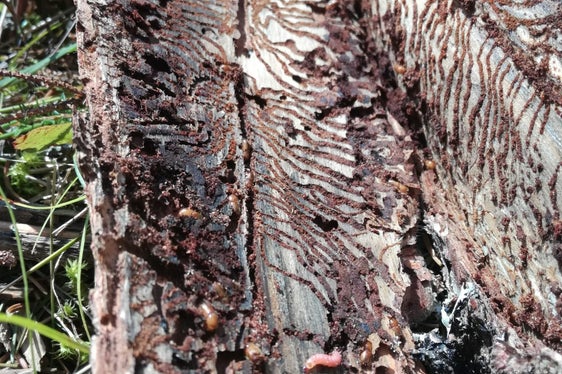 Winzig klein, tritt aber in Massen auf und richtet massiven Schaden an Südtirols Wäldern an: Der Borkenkäfer. (Foto: LPA/Abteilung Forstwirtschaft)