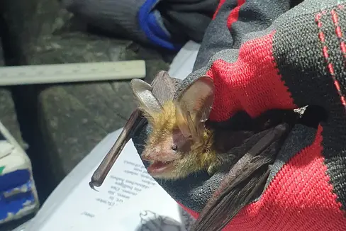 Selten und europaweit streng geschützt: die Bechsteinfledermaus. Der Nachweis einer Kolonie gelang im Rahmen der Kooperation von Eurac Research, Naturmuseum Südtirol und Landesamt für Natur. In ehrendem Gedenken an den kürzlich verstorbenen Südtiroler Fledermauskundler Romano Kohlmayer wurde das besenderte Weibchen Romana genannt. (Foto: Chiara Paniccia)
