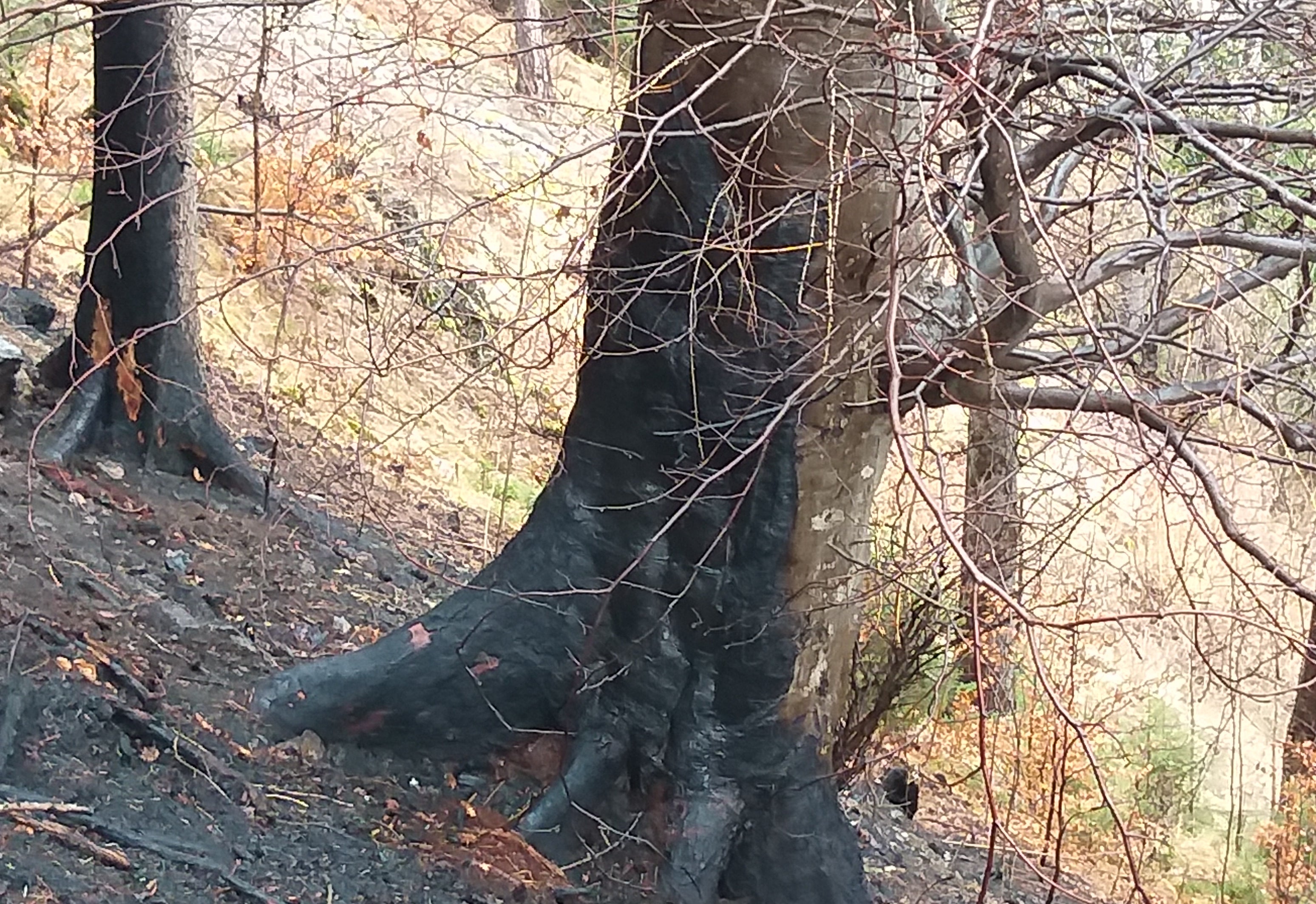 In molte zone dell'Alto Adige, la vegetazione dei boschi è attualmente particolarmente secca, soprattutto nel sottobosco, per cui il rischio di incendi boschivi a bassa quota e sui versanti meridionali privi di copertura nevosa non deve essere sottovalutato. Il Servizio forestale invita pertanto le persone ad evitare qualsiasi comportamento che possa innescare incendi boschivi (Foto: USP)