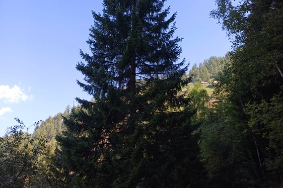 Geschenk des Landes an die Stadt, vom Landesforst Hahnebaum auf den Waltherplatz in Bozen: Diese Fichte hätte aus Sicherheitsgründen sowieso bald geschlägert werden müssen, weil sie zu nahe an der Straße stand. (Foto: LPA/Agentur Landesdomäne)