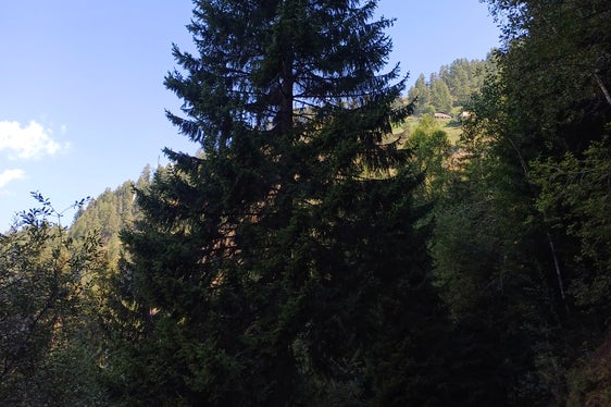 Un regalo della Provincia alla città di Bolzano. L'abete rosso alto 19 metri avrebbe dovuto essere abbattuto, in tempi brevi, per motivi di sicurezza. (Foto: USP/Agenzia del Demanio)