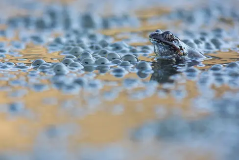 La mostra speciale Gli anfibi dell'Alto Adige, fornisce informazioni su rane, rospi, salamandre e tritoni. È allestita al centro visite del Parco naturale Sciliar-Catinaccio (Foto: ASP/Josef Hackhofer)