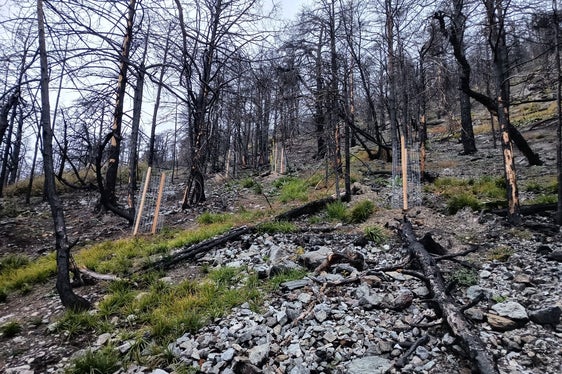 Gli alberi a foglia caduca sono protetti dal calpestio e dai danni causati dalla selvaggina ungulata con cesti individuali in filo di ferro riutilizzabili. (Foto: USP/Ispettorato forestale Silandro)