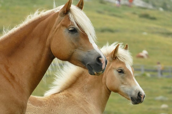 Der Haflinger hat Charakter, er ist freundlich, leistungsstark und vielseitig; ein Verlasspferd, dazu mit idealer Größe, genau zwischen Pony und Großpferd, heißt vom Südtiroler Haflinger Pferdezuchtverband. (Foto: LPA/Pixabay. Das Foto darf nur in Zusammenhang mit dieser Pressemitteilung verwendet werden)