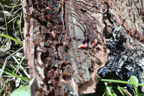 Il bostrico continua a diffondersi nei boschi dell'Alto Adige. Per rallentare la diffusione del parassita la Giunta ha deciso di stanziare fondi per la scortecciatura degli alberi (Foto: ASP/Ripartizione Foreste)