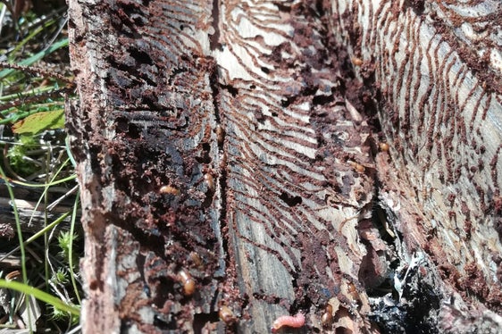 Il bostrico continua a diffondersi nei boschi dell'Alto Adige. Per rallentare la diffusione del parassita la Giunta ha deciso di stanziare fondi per la scortecciatura degli alberi (Foto: ASP/Ripartizione Foreste)