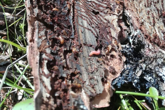 Il bostrico continua a diffondersi nei boschi dell'Alto Adige. Per rallentare la diffusione del parassita la Giunta ha deciso di stanziare fondi per la scortecciatura degli alberi (Foto: ASP/Ripartizione Foreste)