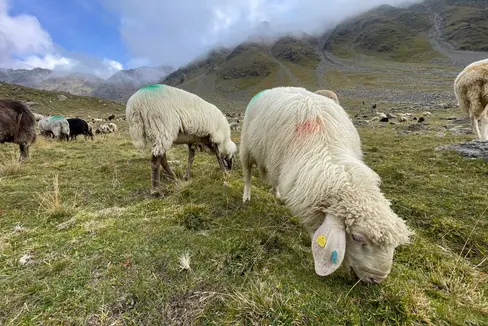 Die Wanderweidepraxis Transhumanz hat im Schnalstal eine lange Geschichte. Seit 2019 ist sie als immaterielles Kulturerbe der Unesco anerkannt. (Foto: LPA/Gnews)