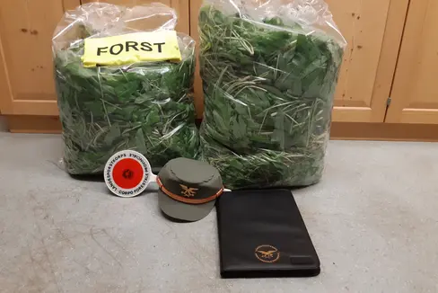 Una grande quantità di aglio orsino, raccolto in un biotopo designato, è stata sequestrata dalla Stazione forestale di Caldaro questa notte nel Comune di Appiano. (Foto: ASP/Stazione forestale di Caldaro)