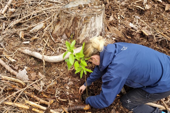 Alberi per il futuro: studentesse di una classe di maturità del Liceo linguistico e scientifico Nikolaus Cusanus di Brunico mentre piantano un castagno nobile. (Foto: USP/Stazione forestale di Brunico)