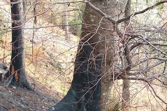 Tecnici e operatori forestali hanno esaminato la situazione dei danni dopo il grande incendio nel bosco di Marlengo stabilito le misure da adottare per ripristinare l'ecosistema forestale (Foto: ASP/Ufficio pianificazione forestale).