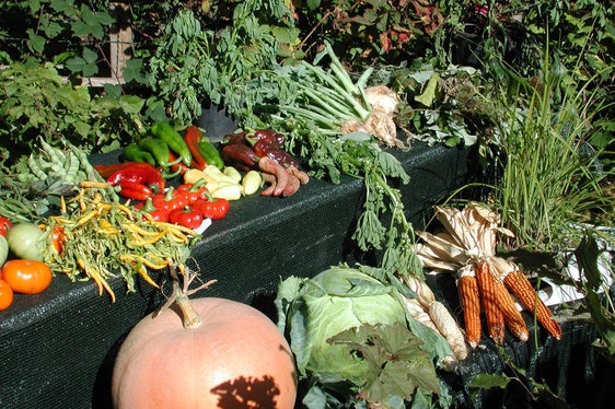 La verdura è un tassello fondamentali per promuovere una sana educazione alimentare tra i più giovani. La scuola italiana è attiva in questo ambito, attraverso una serie di progetti avviati in vari istituti della Provincia. (Foto: USP/Centro di Sperimentazione Laimburg)