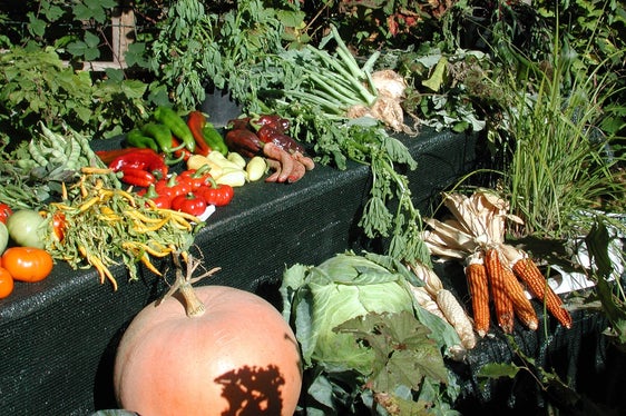 La verdura è un tassello fondamentali per promuovere una sana educazione alimentare tra i più giovani. La scuola italiana è attiva in questo ambito, attraverso una serie di progetti avviati in vari istituti della Provincia. (Foto: USP/Centro di Sperimentazione Laimburg)