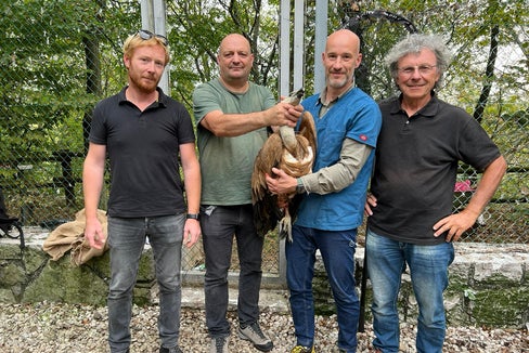 Il grifone è stato consegnato ieri al Centro recupero uccelli della riserva Naturale regionale del Lago di Cornino, sito a Forgaria nel Friuli (Foto: ASP/Servizio forestale)