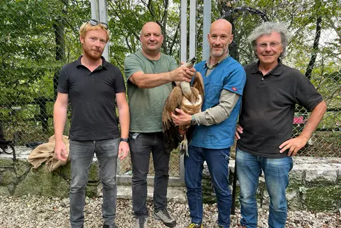 Il grifone è stato consegnato ieri al Centro recupero uccelli della riserva Naturale regionale del Lago di Cornino, sito a Forgaria nel Friuli (Foto: ASP/Servizio forestale)