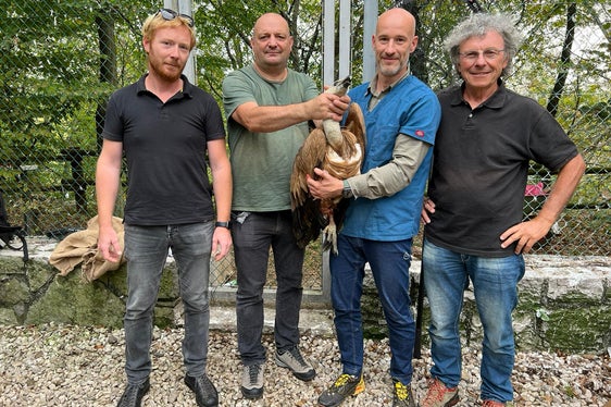 Il grifone è stato consegnato ieri al Centro recupero uccelli della riserva Naturale regionale del Lago di Cornino, sito a Forgaria nel Friuli (Foto: ASP/Servizio forestale)
