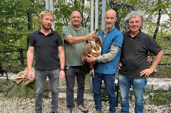 In guten Händen: Der Gänsegeier bei seiner Ankunft am gestrigen (10. Oktober) Abend im Friaul (Foto: LPA/Abteilung Forstdienst)