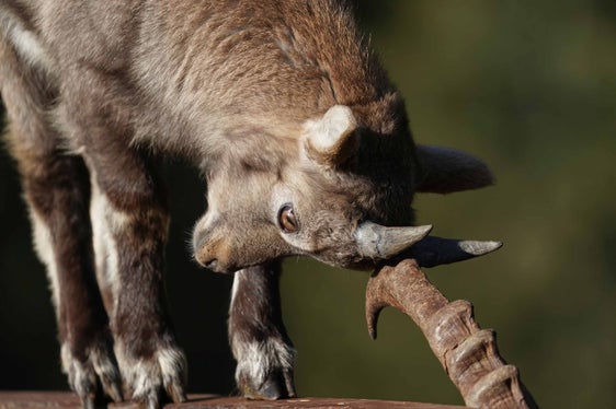 Naturliebhaber kommen im Bunker Mooseum in Moos in Passeier bei der Führung zum Steinwildgehege auf ihre Kosten. (Foto: LPA/Museum HinterPasseier/Gernot Reich)